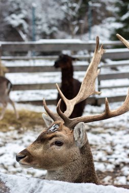 Genç bir geyiğin portresi. Karda bir geyiğin yüzü. Ormanda boynuzlu geyik. Hayvan düz görünüyor. Geyik çitin arkasından bakıyor. Ormanda karlı bir kış günü