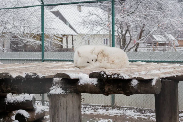 白い狼がボールに包まれている 壮大なオオカミの尾 家の近くでオオカミを飼いならした 冬は動物が眠る — ストック写真