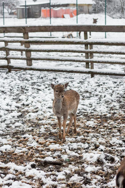 牧草地に小さな鹿 沼の柵の後ろに鹿 冬の庭の動物 — ストック写真