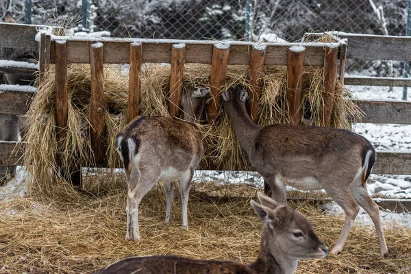 若い鹿は干し草を食べる 山の中で冬 鹿は放牧中だ 雪の天気 — ストック写真