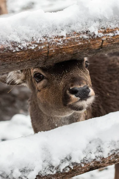Deer Peeks Fence Face Small Deer Snowy Winter Weather Black — Stock Photo, Image