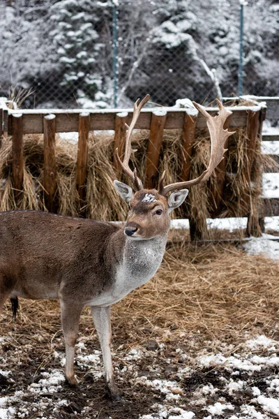Uzun boynuzlu bir geyik samanlığın yanında duruyor. Karlı orman. Yumuşak tüylü genç bir geyik. Karlı kış havası
