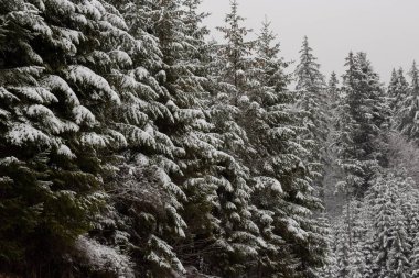 Siste bir sürü Noel ağacı var. Dağlarda kış ormanı. Havalar karla kaplı. Ağaçlardan bir duvar. Noel atmosferi. Karpat Dağları 'nda soğuk hava. Kış havasında bir yolculuk. Manzara harika..