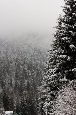 Siste bir sürü Noel ağacı var. Dağlarda kış ormanı. Havalar karla kaplı. Ağaçlardan bir duvar. Noel atmosferi. Karpat Dağları 'nda soğuk hava. Kış havasında bir yolculuk. Manzara harika..