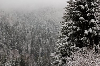 Siste bir sürü Noel ağacı var. Dağlarda kış ormanı. Havalar karla kaplı. Ağaçlardan bir duvar. Noel atmosferi. Karpat Dağları 'nda soğuk hava. Kış havasında bir yolculuk. Manzara harika..