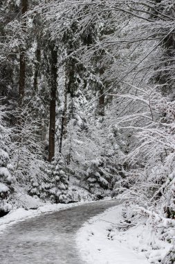 Kış ormanında bir patika. Karla kaplı Noel ağaçları arasındaki yol. Aralık ayında bir dağ gezisi. Parktaki Noel atmosferi. Soğuk ve karlı hava. Manzara çok güzel. Ağaçlardan bir duvar. 