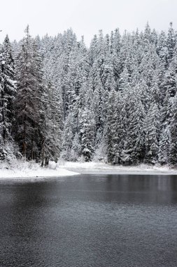 Kış ormanındaki göl. Dağın altında bir su deposu. Dağlar karla kaplı. Yokuşta bir sürü Noel ağacı var. Ağaçlar arasında temiz bir nehir. Soğuk ve karlı bir hava. Göl karla kaplı. Ağacın dalları.