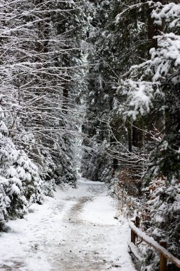 Kış ormanında bir patika. Karla kaplı Noel ağaçları arasındaki yol. Aralık ayında bir dağ gezisi. Parktaki Noel atmosferi. Soğuk ve karlı hava. Manzara çok güzel. Ağaçlardan bir duvar. 