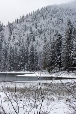 Kış ormanındaki göl. Dağın altında bir su deposu. Dağlar karla kaplı. Yokuşta bir sürü Noel ağacı var. Ağaçlar arasında temiz bir nehir. Soğuk ve karlı bir hava. Göl karla kaplı. Ağacın dalları.