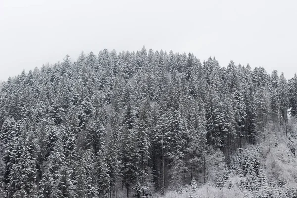 Many Christmas trees in the fog. Winter forest in the mountains. Eves are covered with snow. A wall of trees. Christmas atmosphere. Cold weather in the Carpathian Mountains. A journey in the winter mood. Beautiful view on landscape.