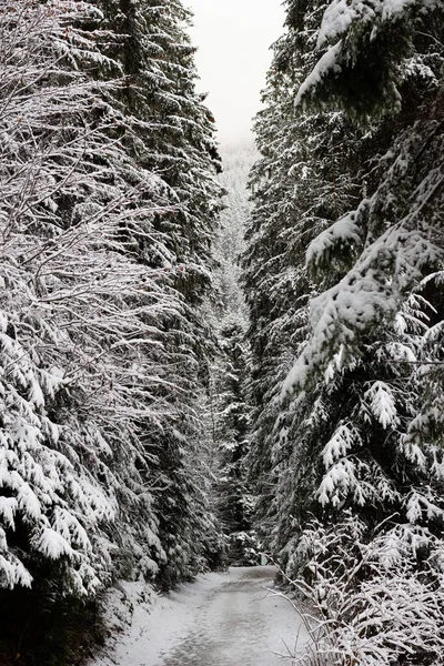 Kış ormanında bir patika. Karla kaplı Noel ağaçları arasındaki yol. Aralık ayında bir dağ gezisi. Parktaki Noel atmosferi. Soğuk ve karlı hava. Manzara çok güzel. Ağaçlardan bir duvar. 