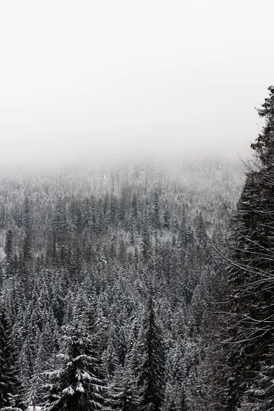 Wiele Choinek Mgle Zimowy Las Górach Ewy Pokryte Śniegiem Ściana — Zdjęcie stockowe