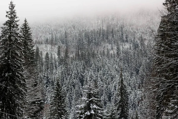 Many Christmas trees in the fog. Winter forest in the mountains. Eves are covered with snow. A wall of trees. Christmas atmosphere. Cold weather in the Carpathian Mountains. A journey in the winter mood. Beautiful view on landscape.