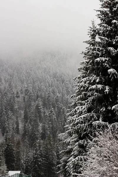 Muchos Árboles Navidad Niebla Bosque Invierno Las Montañas Eves Están Imágenes De Stock Sin Royalties Gratis