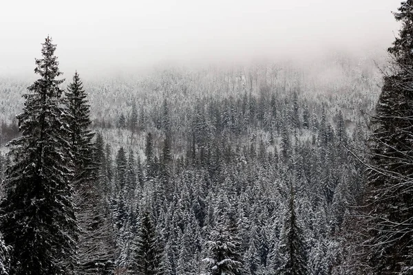 Muchos Árboles Navidad Niebla Bosque Invierno Las Montañas Eves Están Fotos De Stock