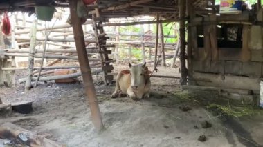Livestock - Group of cows or cattle are prepared for sacrifices on Eid al-Adha or Eid al-qurban. Bos taurus.