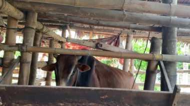 Livestock - Group of cows or cattle are prepared for sacrifices on Eid al-Adha or Eid al-qurban. Bos taurus.