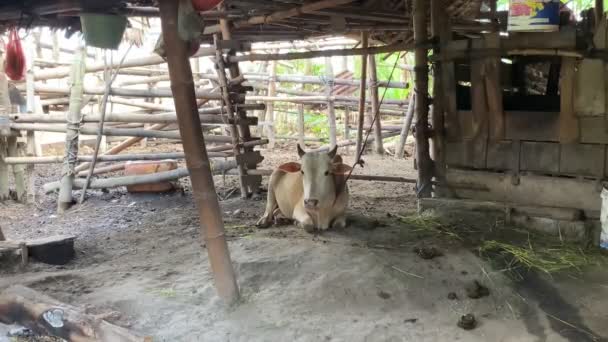Κτηνοτροφία Ομάδα Αγελάδων Βοοειδών Προετοιμάζονται Για Θυσίες Στην Eid Adha — Αρχείο Βίντεο