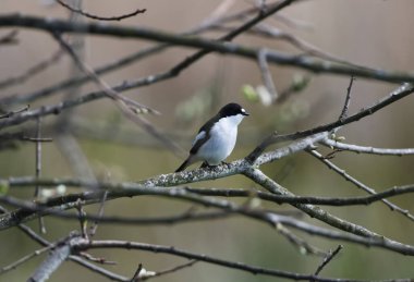 Pied Flycatcher bir dala uzanmış bekliyor.