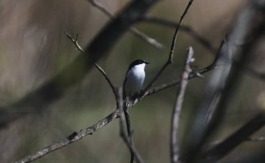 Pied Flycatcher bir dalda oturuyor.