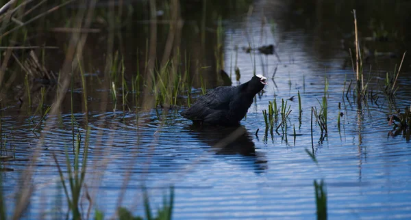 Coot Swallowing Grass Water — Stock Photo, Image