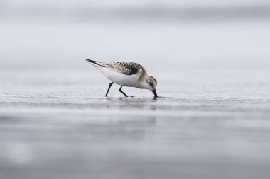 Sanderline Deniz Kıyısı Yansıması