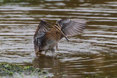 Common Snipe in the water wings clipart