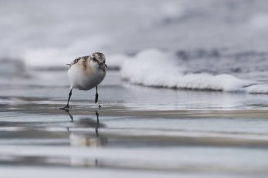 plaj sanderlings