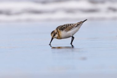 plaj sanderlings