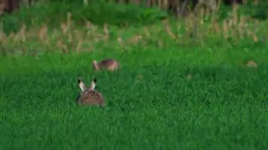 Yemyeşil çayır çiftçisinin tarlasında başka bir tavşan daha kovalıyor..