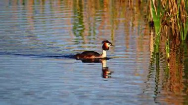 Büyük ibikli yunus balığı sazlığın yanından yüzüyor ve sudaki yansımaya altın bir saat veriyor.