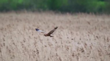 Bataklık sineği, yiyecek ararken kameranın yanında, sazlıkların üzerinde..