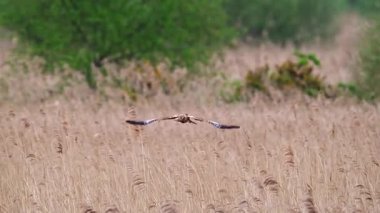 Marsh Harrier, kurbağa, fare ve fare gibi besin memelileri için sazlığın üstünde avlanıyor.