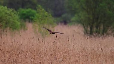 Marsh Harrier yuva malzemelerini almak için sazlıklara indi. 