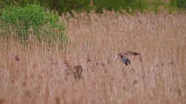 Bataklık Harrier Yuvadaki Yerleri Değiştir böylece her biri sazlık malzemesini kullanarak yuvayı avlama ve inşa etme şansına sahip olsun. 
