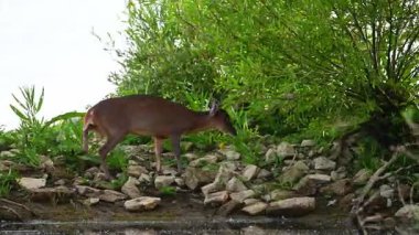 Bir Munçak geyiği sessiz bir gölün kıyısında durup bir eş çağırmak için yüksek sesle havlıyor. Ayırt edici vokalizasyon, çiftleşme mevsiminde geyiklerin eşsiz iletişim davranışlarını gösteren doğal çevrede yankılanır.. 