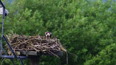 Yetişkin bir balıkbalığı yavrularını yüksek bir yuvada dikkatlice besler ve aç genç kuşlara taze balık sunar. Bu samimi vahşi yaşam sahnesi, yuva kurma sezonunun en iyi yırtıcılarından birinin hassas ama güçlü davranışını yakalar.. 