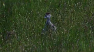 Yumuşak tüylü bir Mısırlı kaz kuşu parlak sarı çiçekler arasında tek başına beslenir ve canlı çiçekleri nazikçe gagalar. Bu huzurlu ve büyüleyici vahşi yaşam anı genç kuşların masumiyetini ve ilkbahar doğasının güzelliğini vurguluyor..