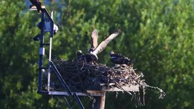 Osprey 'ler yuvalarını gün batımında insan yapımı uzun bir platforma kurarlar. Bir yetişkin orman arkasında parlarken kanatlarını açar..