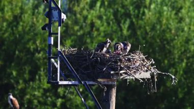 Osprey 'ler yuvalarını gün batımında insan yapımı uzun bir platforma kurarlar. Bir yetişkin orman arkasında parlarken kanatlarını açar..