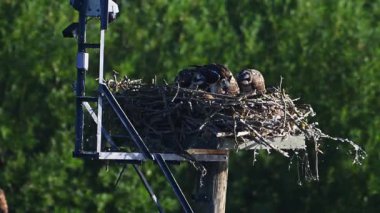 Osprey 'ler yuvalarını gün batımında insan yapımı uzun bir platforma kurarlar. Bir yetişkin orman arkasında parlarken kanatlarını açar..