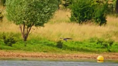 Yetişkin bir balık karidesi üzerine çullanır ve göl yüzeyinden bir sopa kapar. Yuvasını inşa etmeye ya da güçlendirmeye hazırlanır. Rutland Water, İngiltere 'de yakalandı..