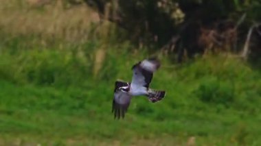 Balık kartalı sakin bir gölün üzerinden nazikçe kaymağını yer ve pençelerini suyla temizler. Rutland Su Koruma Alanı, İngiltere 'de yüksek detay altında yakalanmış..