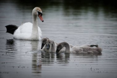 Dilsiz bir kuğu su bitkileriyle beslenen dört cygnet 'i izliyor. Aile yaşamının hassas bir anı, sakin suda doğal ışıkta yakalanır..
