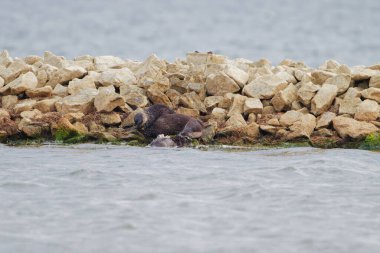Üç su samuru kayalık kıyı şeridi boyunca büyük bir balıkla su sıçratır ve beslenir. Enerji ve ham davranışlarla dolu dinamik bir vahşi yaşam sahnesi.