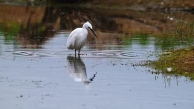 Küçük bir balıkçıl sakin ve sığ sularda hareketsiz durur. Beyaz tüyleri aşağıdan yansıyarak sakin ve zarif bir yaban hayatı manzarası yaratıyor..