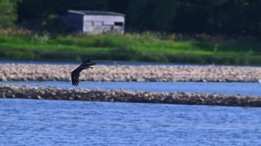 Güçlü bir balıkbalığı, uçuşun ortasında suyun yüzeyini sıyırarak arkasında bir sprey izi oluşturur. Doğal koşullarda kusursuz bir av davranışı..