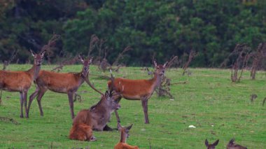 A red deer stag rests on Exmoors grass while hinds wander nearby. Peaceful herd life in 4K UHD, filmed in Exmoor National Park.