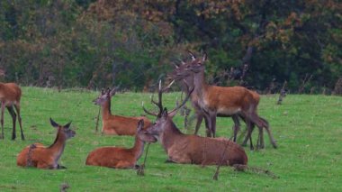 A red deer stag rises to scan for danger, standing guard while his hinds rest. Filmed in Exmoor National Park in stunning 4K UHD