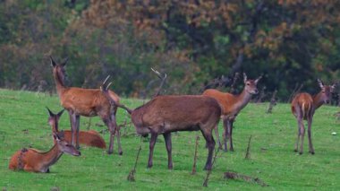 Watch a red deer stag on Exmoor settle into the grass beside his hinds. Captured in 4K UHD  calm British wildlife in its natural setting